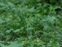 Carex sylvatica Hjularöd, Eslöv, Skåne, Sweden 20170617_0019