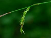 Carex sylvatica Hjularöd, Eslöv, Skåne, Sweden 20170617_0020