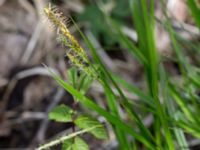 Carex sylvatica Orröds gård, Klippan, Skåne, Sweden 20150511_0010