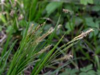 Carex sylvatica Orröds gård, Klippan, Skåne, Sweden 20150511_0011