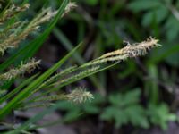 Carex sylvatica Orröds gård, Klippan, Skåne, Sweden 20150511_0012