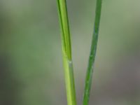 Carex sylvatica Orröds gård, Klippan, Skåne, Sweden 20150511_0018