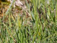 Carex tomentosa et Carex flacca Gråborg, Mörbylånga, Öland, Sweden 20150607_0028