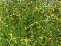 Carex vesicaria 380 m ENE Kärragården, Ystad, Skåne, Sweden 20180715_0096