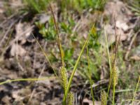 Carex vesicaria Kärråkra, Hässleholm, Skåne, Sweden 20230519_0253