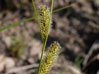 Carex vesicaria Kärråkra, Hässleholm, Skåne, Sweden 20230519_0254