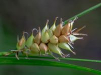 Carex vesicaria Prästängen NR, Ängeöholm, Skåne, Sweden 20180711_0057