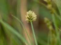 Carex vulpina Mellandammen, Öresundsparken, Malmö, Skåne, Sweden 20160518_0148