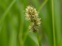 Carex vulpina Mellandammen, Öresundsparken, Malmö, Skåne, Sweden 20160518_0149