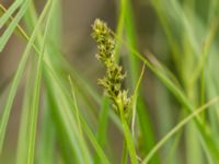 Carex vulpina Mellandammen, Öresundsparken, Malmö, Skåne, Sweden 20160518_0151