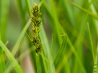 Carex vulpina Mellandammen, Öresundsparken, Malmö, Skåne, Sweden 20160518_0152