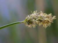 Carex vulpina Mellandammen, Ribersborg, Malmö, Skåne, Sweden 20160525_0054