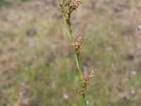 Cladium mariscus Gyeholmen, Falsterbohalvön, Vellinge, Skåne, Sweden 20160617_0167