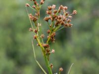 Cladium mariscus Gyeholmen, Falsterbohalvön, Vellinge, Skåne, Sweden 20160617_0168