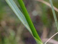 Cladium mariscus Gyeholmen, Falsterbohalvön, Vellinge, Skåne, Sweden 20160617_0170