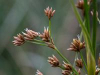 Cladium mariscus Gyeholmen, Falsterbohalvön, Vellinge, Skåne, Sweden 20160617_0172