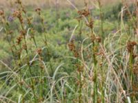 Cladium mariscus Gyeholmen, Falsterbohalvön, Vellinge, Skåne, Sweden 20160617_0177