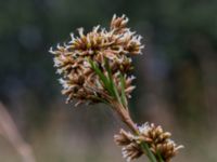 Cladium mariscus Gyeholmen, Falsterbohalvön, Vellinge, Skåne, Sweden 20160617_0186