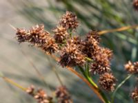 Cladium mariscus Limhamns kalkbrott, Malmö, Skåne, Sweden 20170813_0042