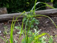 Cyperus eragrostis Botaniska trädgården, Lund, Skåne, Sweden 20180824_0027