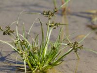 Cyperus fuscus 1.5 km SSE Aderbiyevka, Krasnodar, Russia 20160911_0971