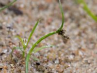 Cyperus fuscus Vombgården, Lund, Skåne, Sweden 20150906_0058