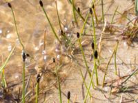 Eleocharis acicularis Yngsjö, Kristianstad, Skåne, Sweden 20150503_0167