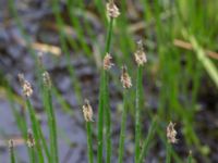 Eleocharis mamillata Häckeberga hed, Lund, Skåne, Sweden 20150727_0132