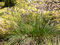 Eleocharis multicaulis Holmeja, Svedala, Skåne, Sweden 20150502_0045