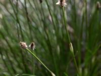 Eleocharis multicaulis Holmeja, Svedala, Skåne, Sweden 20150502_0047