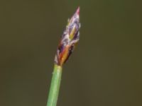 Eleocharis palustris Fuktängen, Klagshamns udde, Malmö, Skåne, Sweden 20240507_0056