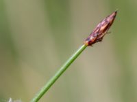 Eleocharis palustris Fuktängen, Toarp, Malmö, Skåne, Sweden 20240525_0100