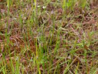 Eleocharis palustris Lindängelunds rekreationsområde, Malmö, Skåne, Sweden 20210528_0036