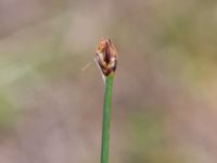 Eleocharis quinqueflora Skogsbyalvaret, Mörbylånga, Öland, Sweden 20190609_0152