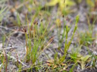 Eleocharis quinqueflora Skanörs ljung, Falsterbonäset, Vellinge, Skåne, Sweden 20150628_0071