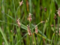 Eleocharis uniglumis Yngsjö, Kristianstad, Skåne, Sweden 20170610_0047