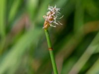 Eleocharis uniglumis ssp. uniglumis Lilla Mölleberga, Malmö, Skåne, Sweden 20190620_0050