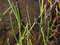 Eleocharis uniglumis ssp. uniglumis Steninge naturreservat, Falkenberg, Halland, Sweden 20160605_0151