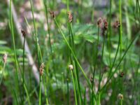 Eleocharis uniglumis ssp. uniglumis Stenudden, Kungsbacka, Halland, Sweden 20160604_0059