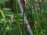 Eleocharis uniglumis ssp. uniglumis Stenudden, Kungsbacka, Halland, Sweden 20160604_0060