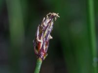 Eleocharis uniglumis ssp. uniglumis Stenudden, Kungsbacka, Halland, Sweden 20160604_0061