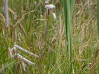 Eriophorum angustifolium Fuktängen, Toarp, Malmö, Skåne, Sweden 20200712_0051