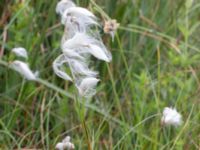 Eriophorum angustifolium Gyeholmen, Falsterbohalvön, Vellinge, Skåne, Sweden 20160617_0188