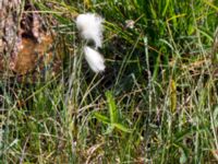 Eriophorum angustifolium Stensoffa fuktäng, Lund, Skåne, Sweden 20140601_0195