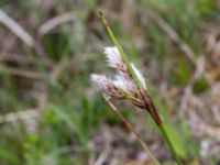 Eriophorum angustifolium ssp. angustifolium Liaängen, Kågeröd, Eslöv, Skåne, Sweden 20160518_0042