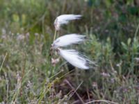 Eriophorum angustifolium ssp. angustifolium Skanörs ljung, Falsterbohalvön, Vellinge, Skåne, Sweden 20170627_0089