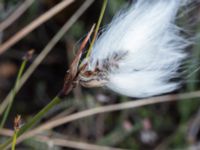 Eriophorum angustifolium ssp. angustifolium Skanörs ljung, Falsterbohalvön, Vellinge, Skåne, Sweden 20170627_0090