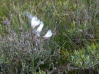 Eriophorum angustifolium ssp. angustifolium Skanörs ljung, Falsterbohalvön, Vellinge, Skåne, Sweden 20170627_0091