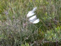 Eriophorum angustifolium ssp. angustifolium Skanörs ljung, Falsterbohalvön, Vellinge, Skåne, Sweden 20170627_0092