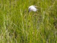 Eriophorum angustifolium ssp. angustifolium Skanörs ljung, Falsterbohalvön, Vellinge, Skåne, Sweden 20170627_0098